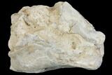 Partial Juvenile Oreodont (Merycoidodon) Skull - South Dakota #144204-3